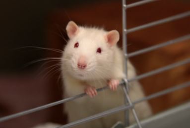 mouse cage